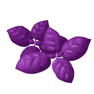 basilico viola